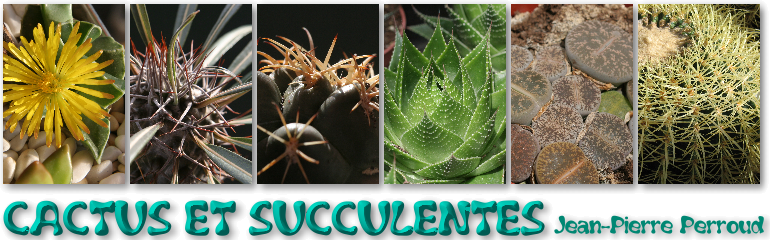 Titre : Cactus et succulentes