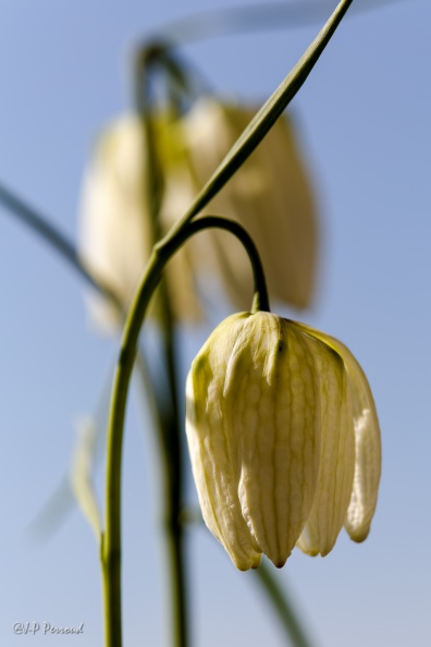 Fritillaria meleagris - Alba
IMG_7157_3 flickr-Papilli-13317287613.jpg