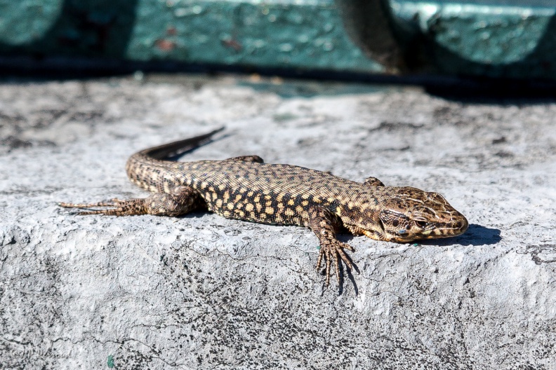 Le Lézard des Murailles
Podarcis muralis
IMG_5665_3 flickr-Papilli-12747564815.jpg