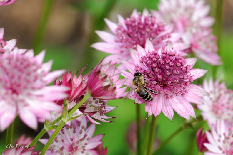 Grande Astrance 'Roma'
Astrantia major
2014-05-29_2030_3 flickr-Papilli-14307468754.jpg
