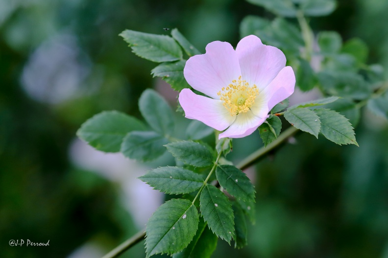Rose sauvage
Visite au "Jardin instinctif", Les Grangettes à Noville
2014-05-29_1995_0_3 flickr-Papilli-14112504257.jpg