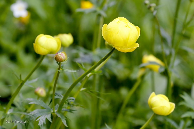 Boule d'Or, Renoncule des montagnes
Trollius europaeus
2014-06-01_2285_3 flickr-Papilli-14144032888.jpg