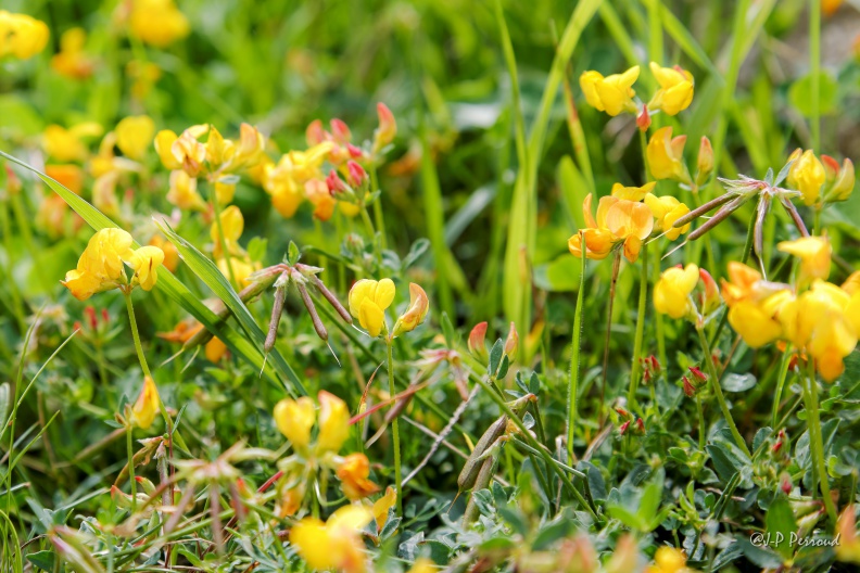 Lotier corniculé
Lotus corniculatus
2014-07-27_6423_3 flickr-Papilli-14762990214.jpg