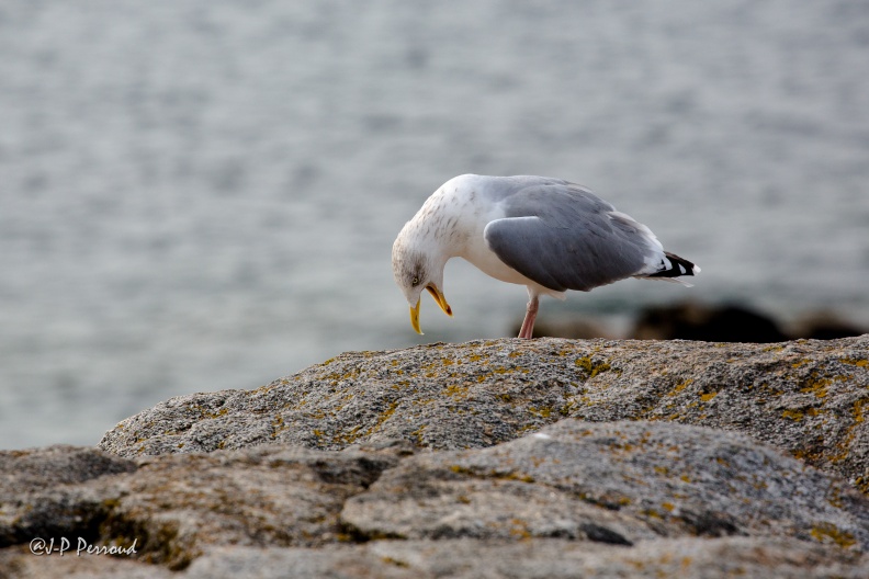 Côte sauvage.
2014-09-28_0768_3 flickr-Papilli-15194991978.jpg