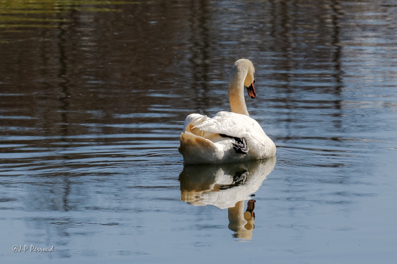 Cygne tuberculé
2015-03-06_7219_3 flickr-Papilli-16711149726.jpg