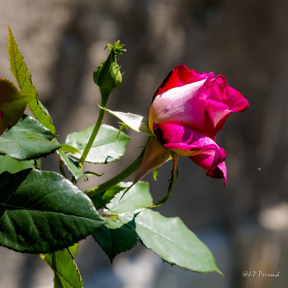 2015-06-11_3092_D_3 flickr-Papilli-18735989132.jpg