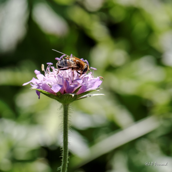2014-09-02_8450_3 flickr-Papilli-14934592659.jpg