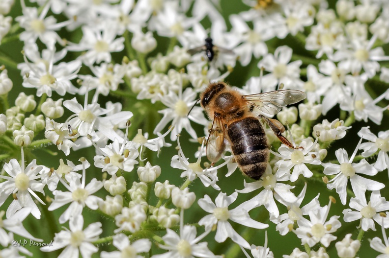 On distingue les pelotes de pollen sur ses membres postérieurs.
Abeille domestique
Apis mellifera
2014-07-24_6286_3 flickr-Papilli-14736560895.jpg