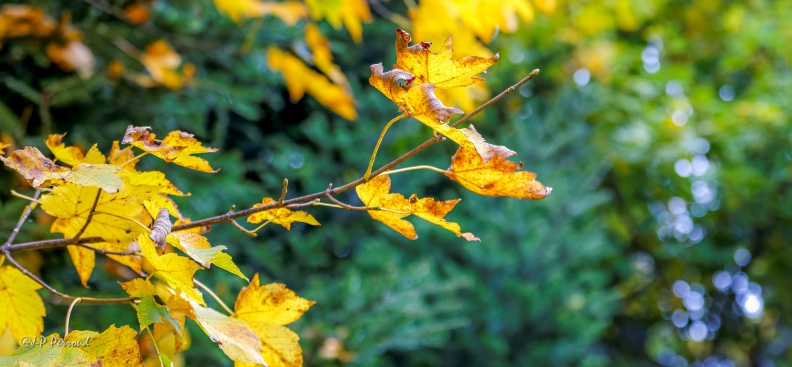 Bois du Tey
2015-10-16_5356_3 flickr-Papilli-22041490140.jpg