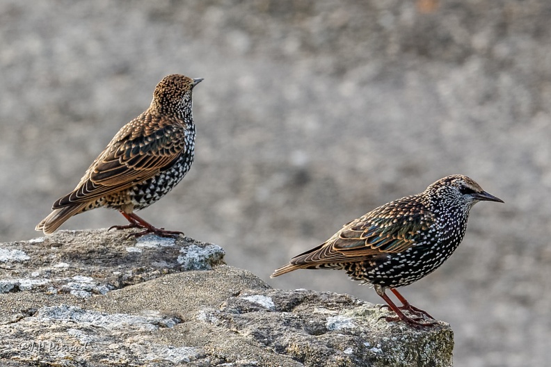 Étourneau sansonnet
Sturnus vulgaris
2015-10-07_4799_3 flickr-Papilli-21828622208.jpg