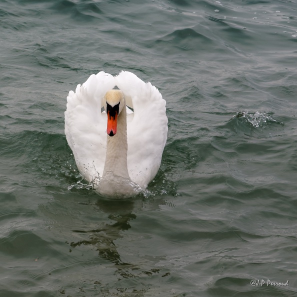Cygne tuberculé
Cygnus olor
2015-12-03_7324_3 flickr-Papilli-23415131162.jpg