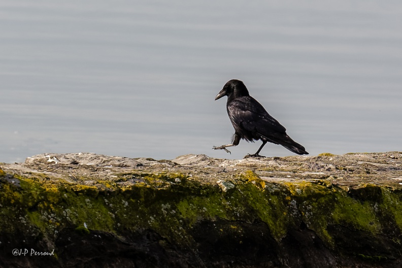 Corneille noire
Corvus corone
2016-01-28_8976_3 flickr-Papilli-24649952846.jpg