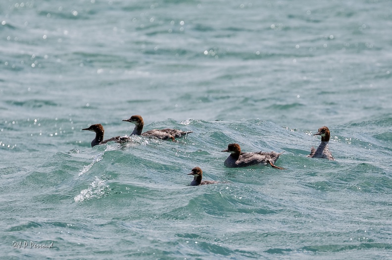 Harle bièvre
Mergus merganser
2015-07-27_7253_3 flickr-Papilli-19444692593.jpg