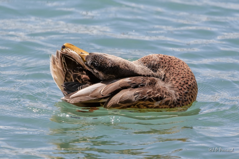 Canard Colvert femelle
2015-07-27_7222_3 flickr-Papilli-19922545749.jpg