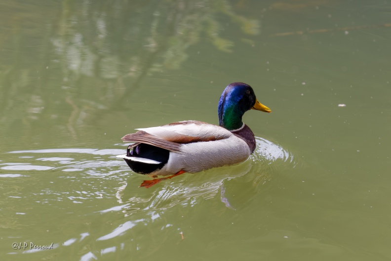 Canard Colvert
2015-04-29_9739_3 flickr-Papilli-17117670937.jpg