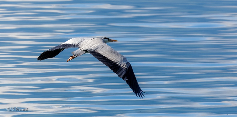 Héron cendré
Ardea cinerea
2015-04-27_9594_3 flickr-Papilli-17293628271.jpg