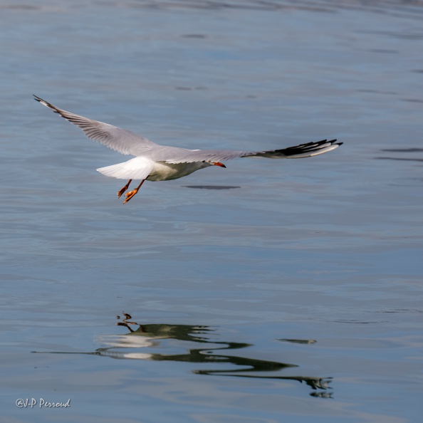 Mouette rieuse
Chroicocephalus ridibundus
2016-01-28_8954_3 flickr-Papilli-24439493670.jpg