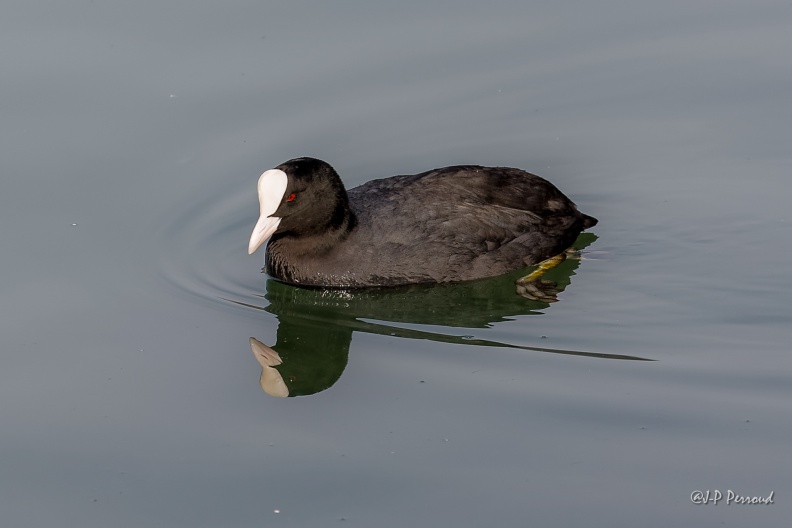 Foulque macroule
Fulica atra
2016-01-28_8930_3 flickr-Papilli-24677594476.jpg