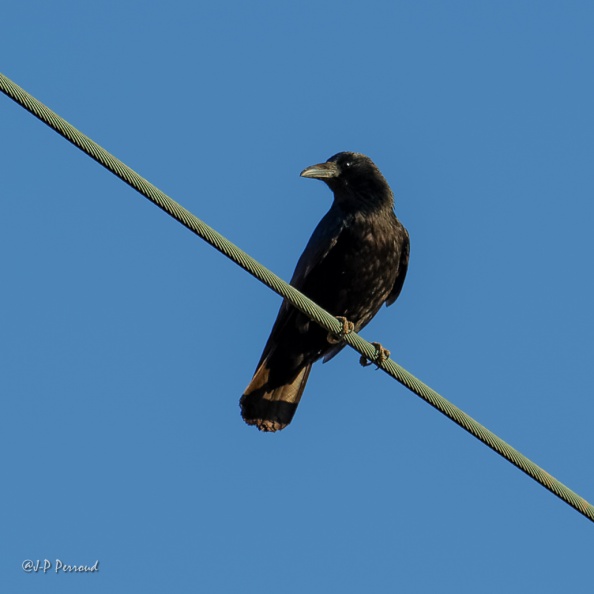 Corneille noire
Corvus corone
2015-12-26_8326_3
flickr-Papilli-23908664591.jpg
