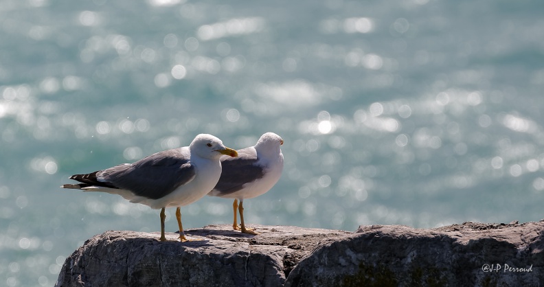 Goéland leucophée
Larus michahellis
2015-07-27_7267_3 flickr-Papilli-19878433080.jpg
