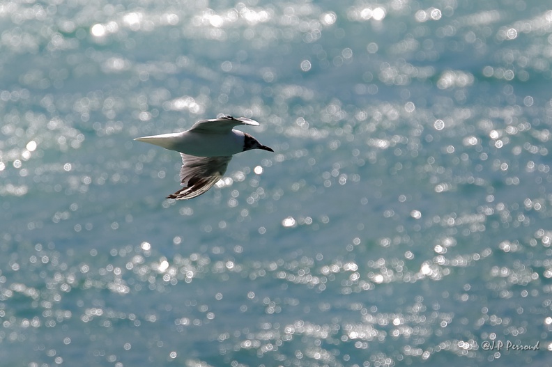 Mouette rieuse
2015-07-27_7265_3 flickr-Papilli-19922332849.jpg