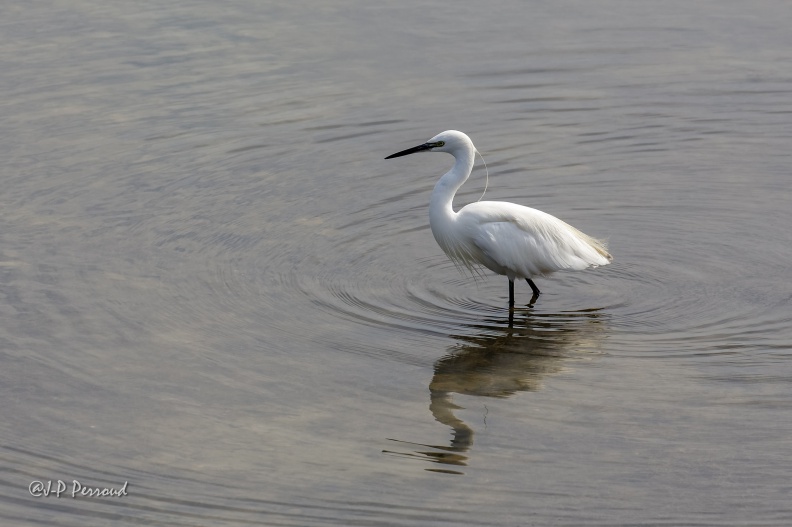 Aigrette garzette
2016-09-22_9236_3 flickr-Papilli-29747435612.jpg