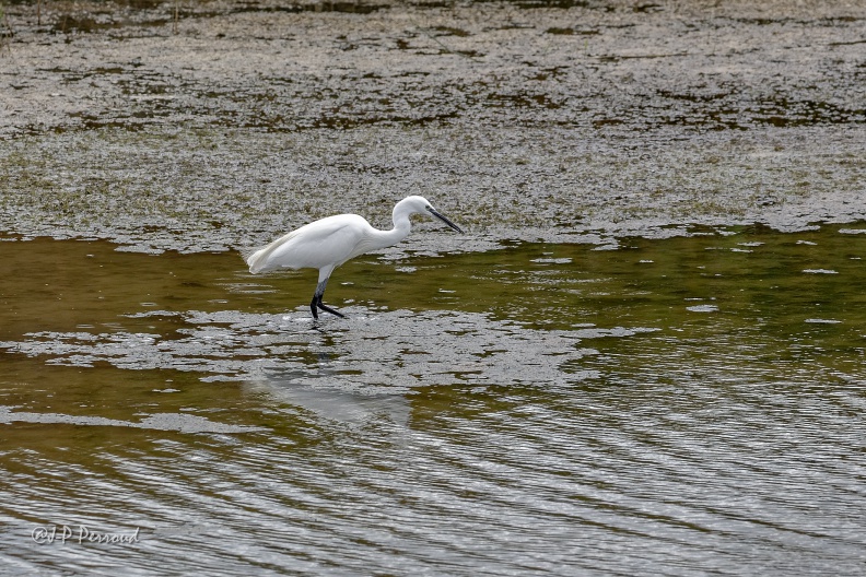 Aigrette garzette
Egretta garzetta
Marais salants de Guérande
2016-09-10_7897_3 flickr-Papilli-29299920880.jpg