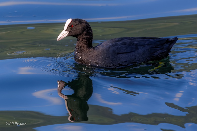 Foulque macroule
Fulica atra
2016-07-29_5848_3 flickr-Papilli-28540082102.jpg