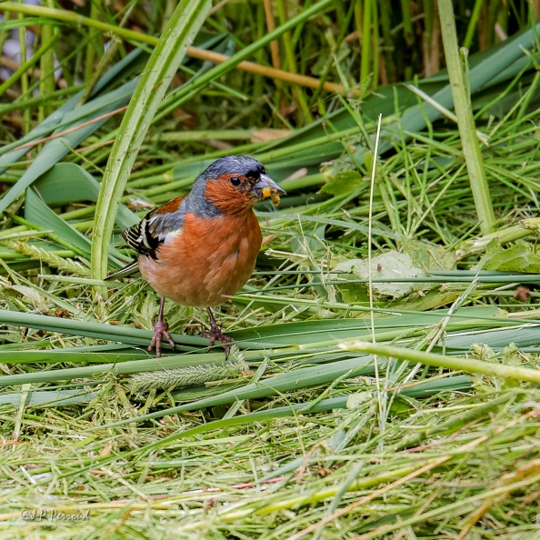 Pinson des arbres
Fringilla coelebs
2016-07-15_5301_3 flickr-Papilli-28049645550.jpg