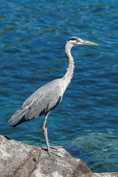Héron cendré
Ardea cinerea
2016-07-04_5015_3 flickr-Papilli-28012645181.jpg