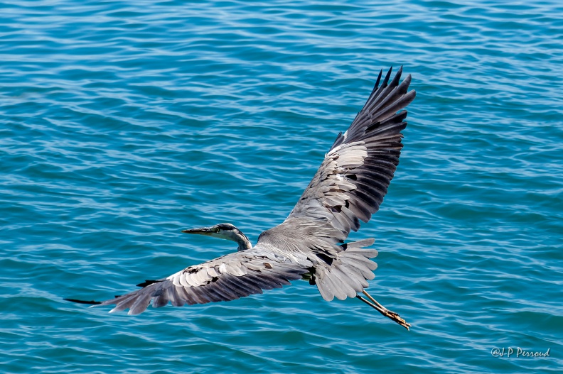 Héron cendré
Ardea cinerea
2016-07-04_4997_3 flickr-Papilli-28012644181.jpg