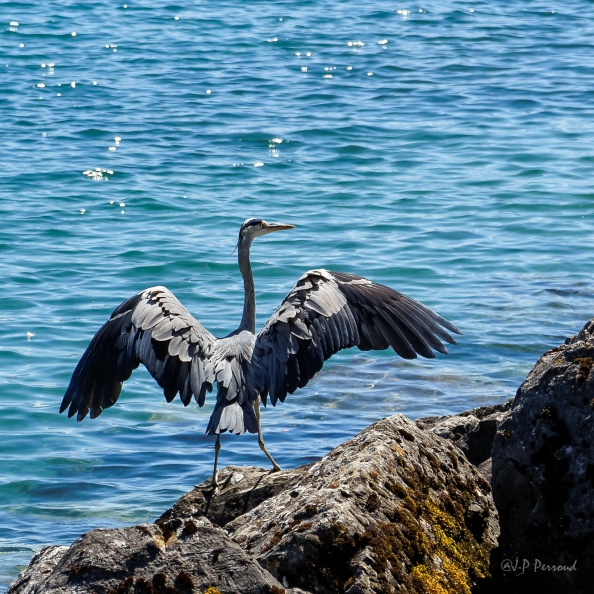 Héron cendré
Ardea cinerea
2016-07-04_4984_3 flickr-Papilli-27987830032.jpg