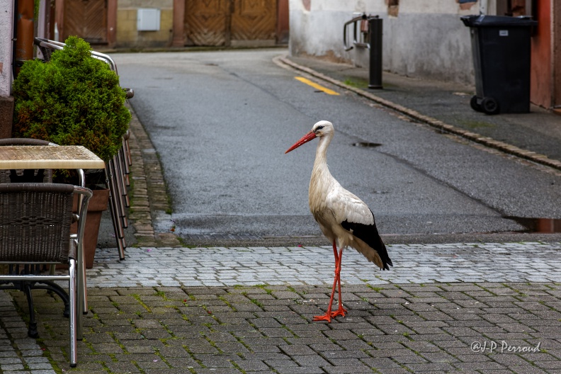 Une cigogne dans les rues de Ribeauvillé ...
2016-06-15_4296_3 flickr-Papilli-27412099760.jpg