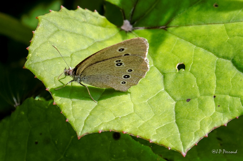 Aphantopus hyperantus
2016-08-06_6313_3 flickr-Papilli-28192364744.jpg
