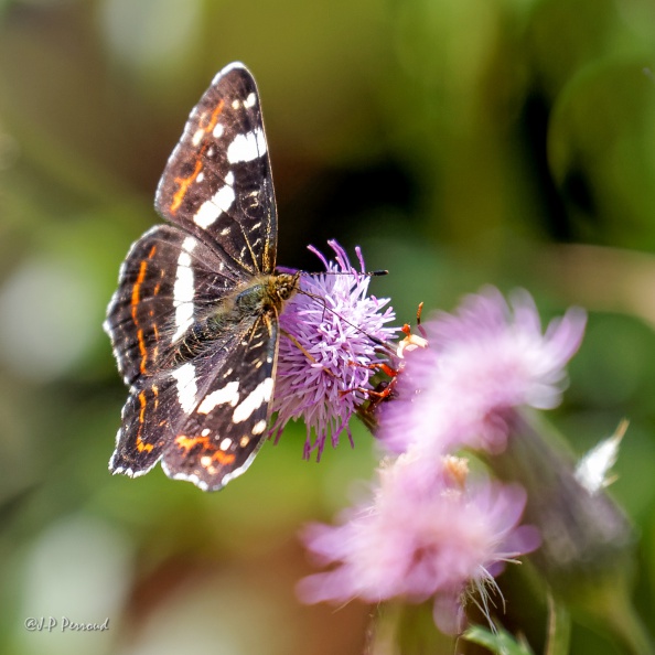 Limenitis camilla
2016-08-06_6264_3 flickr-Papilli-28191356964.jpg