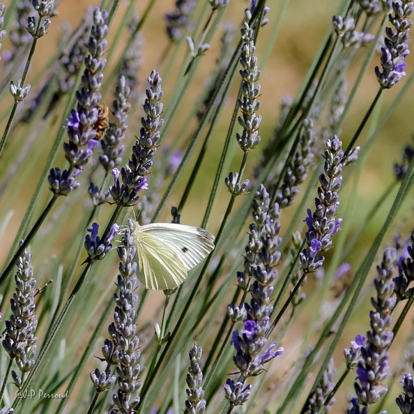 Piéride du chou
Pieris brassicae
2016-07-18_5548_3
flickr-Papilli-28319781831.jpg