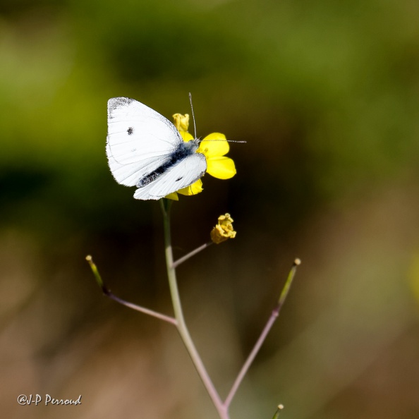 Piéride du chou
Pieris brassicae
2015-10-02_IMG_4433_3 flickr-Papilli-21864746346.jpg
