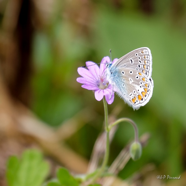 Azuré mâle
Polyommatus icarus
2015-08-27_9678_3 flickr-Papilli-20748207439.jpg