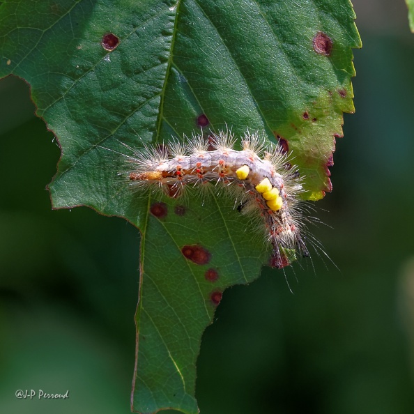 Chenille de l’Étoilée, le Bombyx antique
Orgyia antiqua
2015-07-11_5442_3 flickr-Papilli-19009421883.jpg
