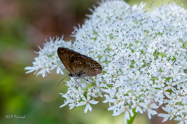 Aphantopus hyperantus
2015-07-11_5348_3 flickr-Papilli-19468790570.jpg