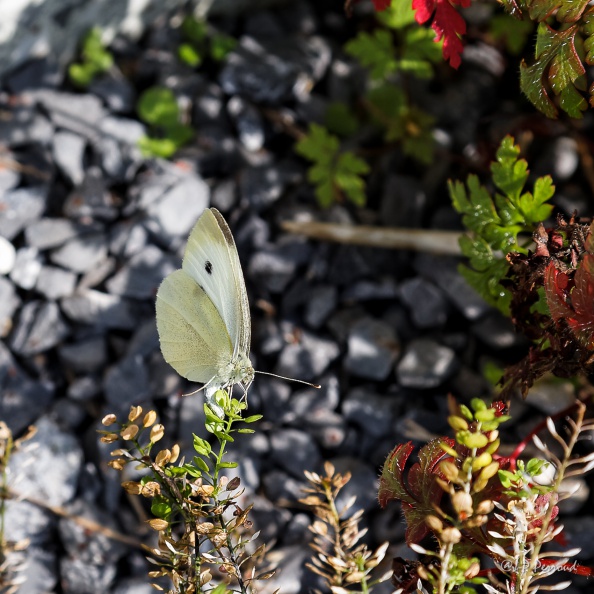 Le Piéride du chou
Pieris brassicae
2014-09-04_8531_3 flickr-Papilli-15041930037.jpg