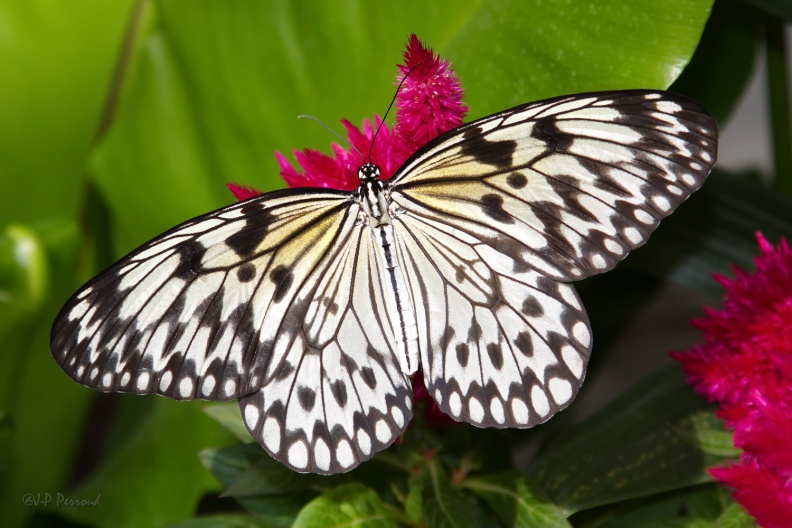 Papillon exotique
IMG_6040-3 flickr-Papilli-9654307017.jpg