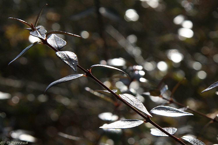 feuilles 0001 - Copie - feuilles 0001 - Copie.jpg feuilles 0001 - Copie.jpg