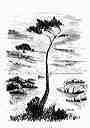 arbre 81