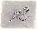 feuille extraterrestre